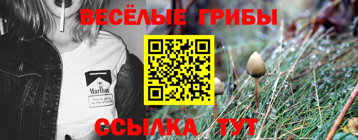 Галлюциногенные грибы Psilocybe  Вход с VPN  Кизилюрт  Галлюциногенные грибы GOLDEN TEACHER 